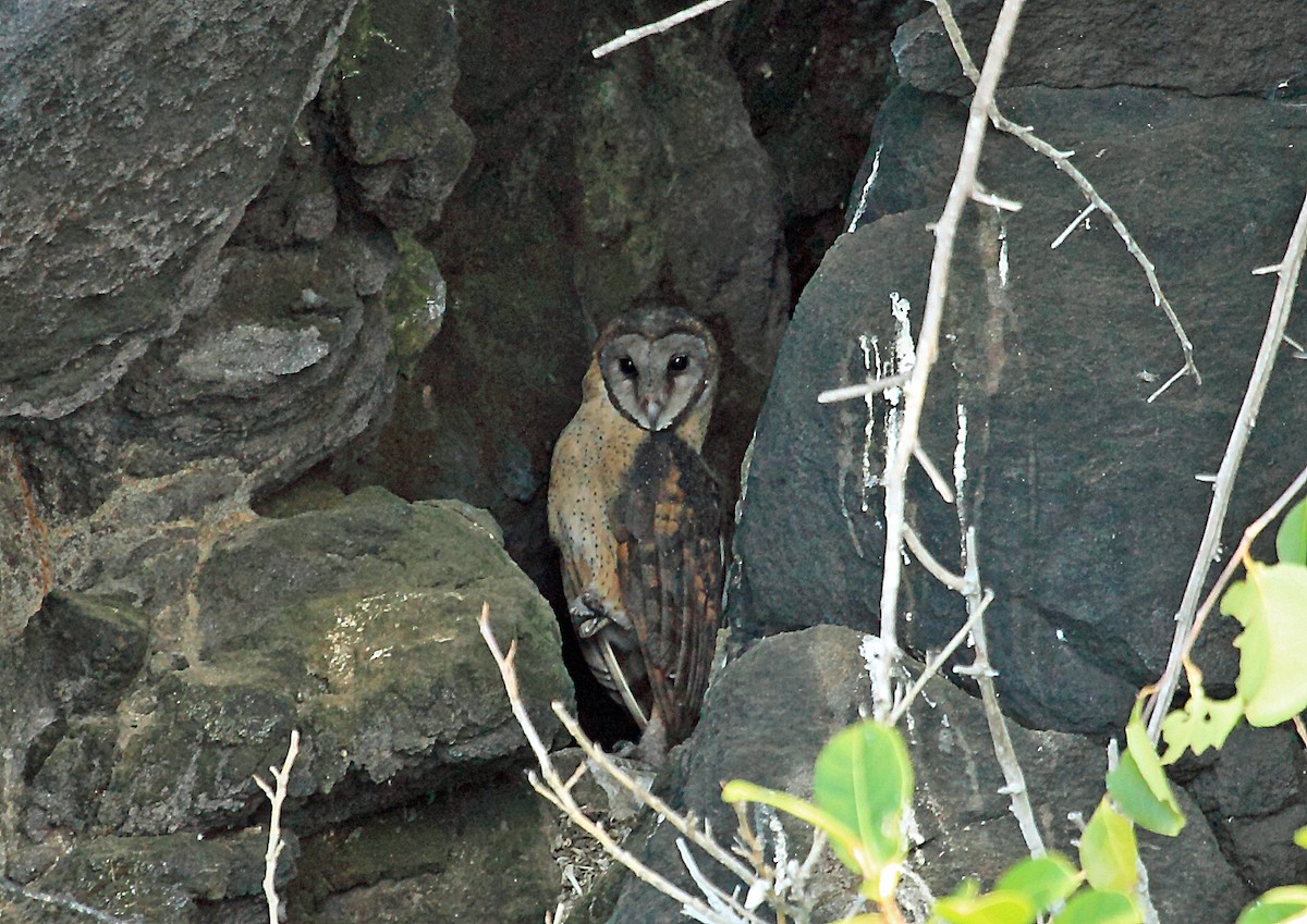 Sulawesi Masked-Owl - ML46334441