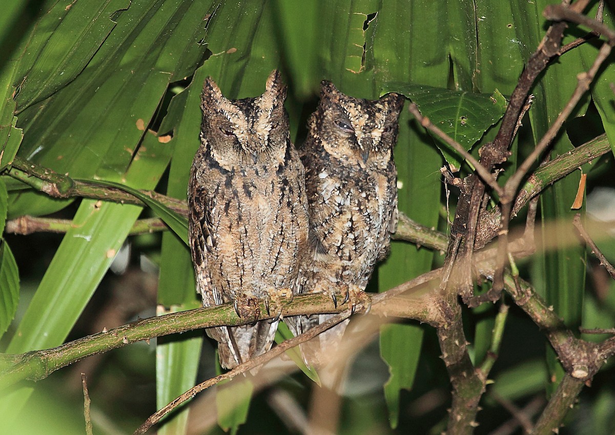 Sulawesi Scops-Owl - Nigel Voaden