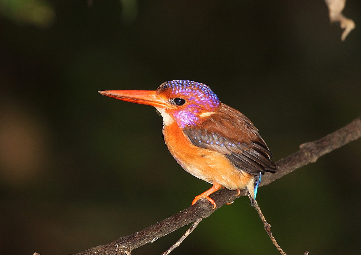 Sulawesi Dwarf-Kingfisher - ML46334691