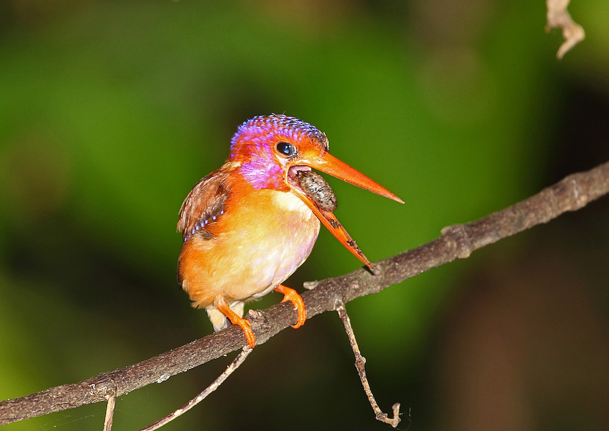 Sulawesi Dwarf-Kingfisher - ML46334701