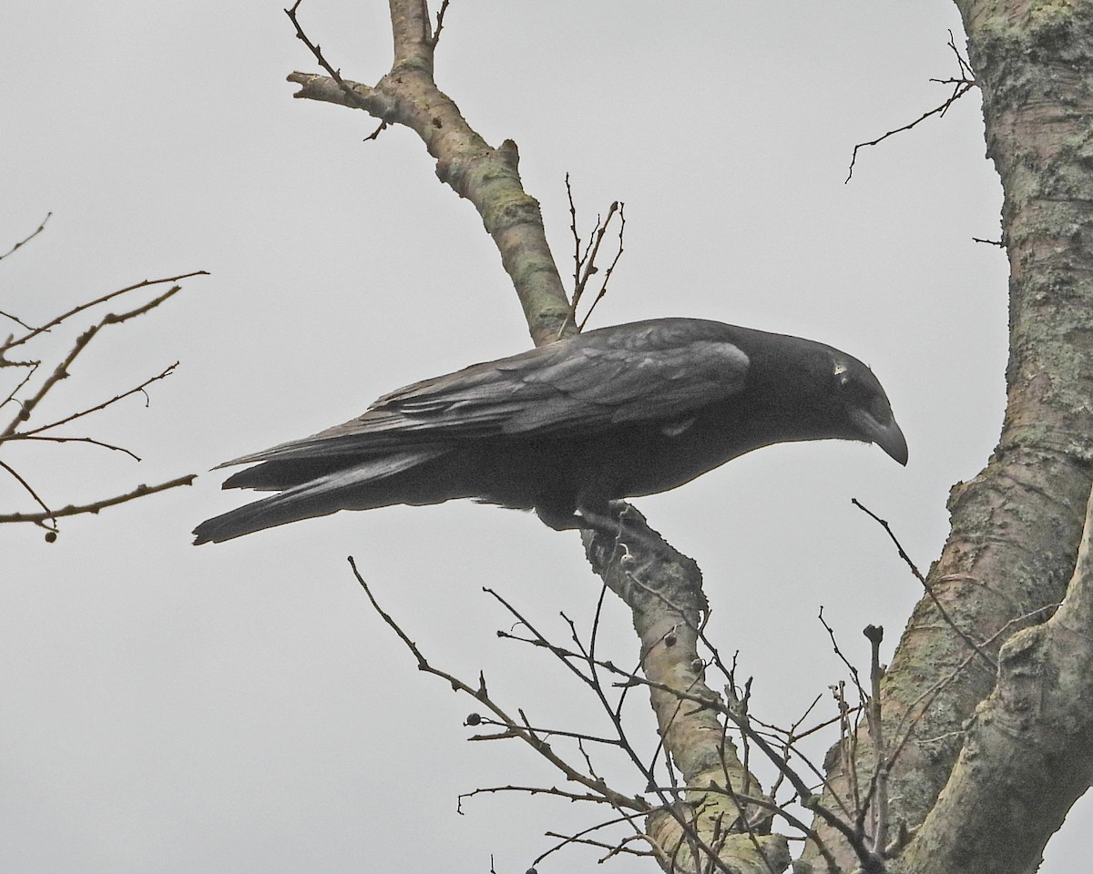 American Crow - ML463349211