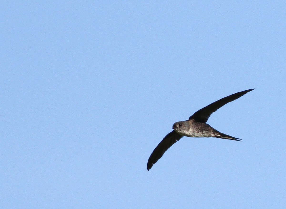 Fork-tailed Palm Swift - ML46335201
