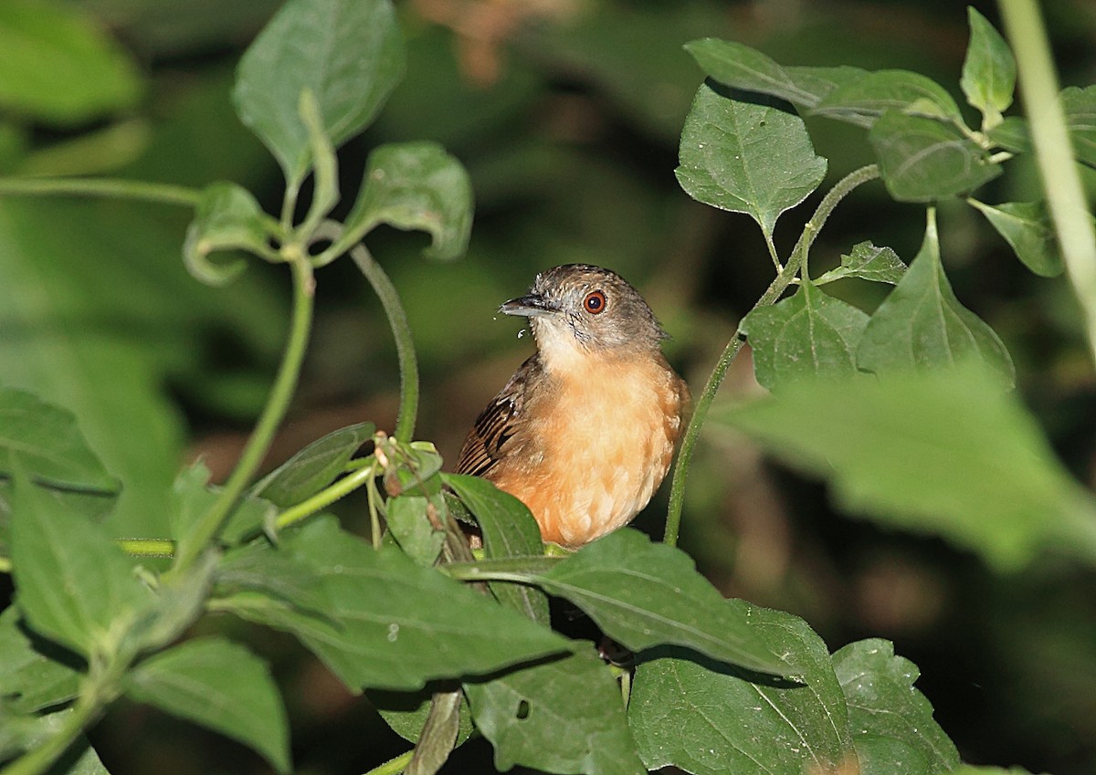 Sulawesi Babbler - ML46335481