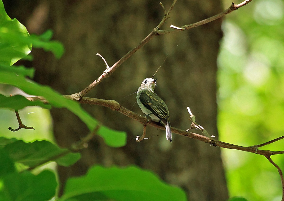 Sulawesi Brown Flycatcher - Nigel Voaden