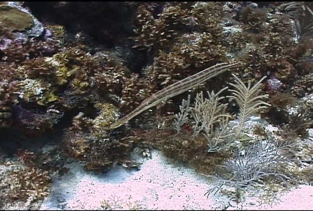 Atlantic trumpetfish - ML463357