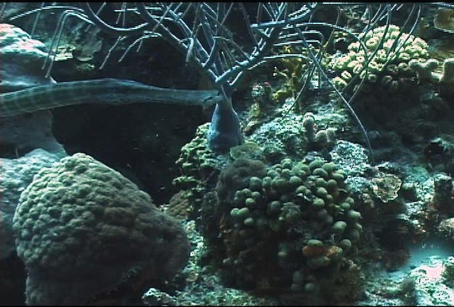 Atlantic trumpetfish - ML463361