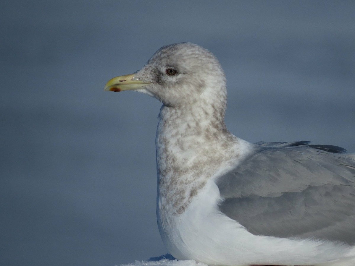 Iceland Gull (Thayer's) - ML46336371