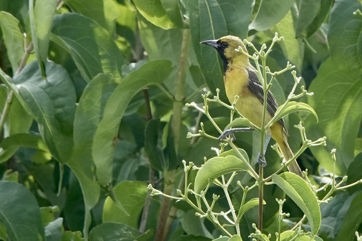 Orchard Oriole - ML463368751