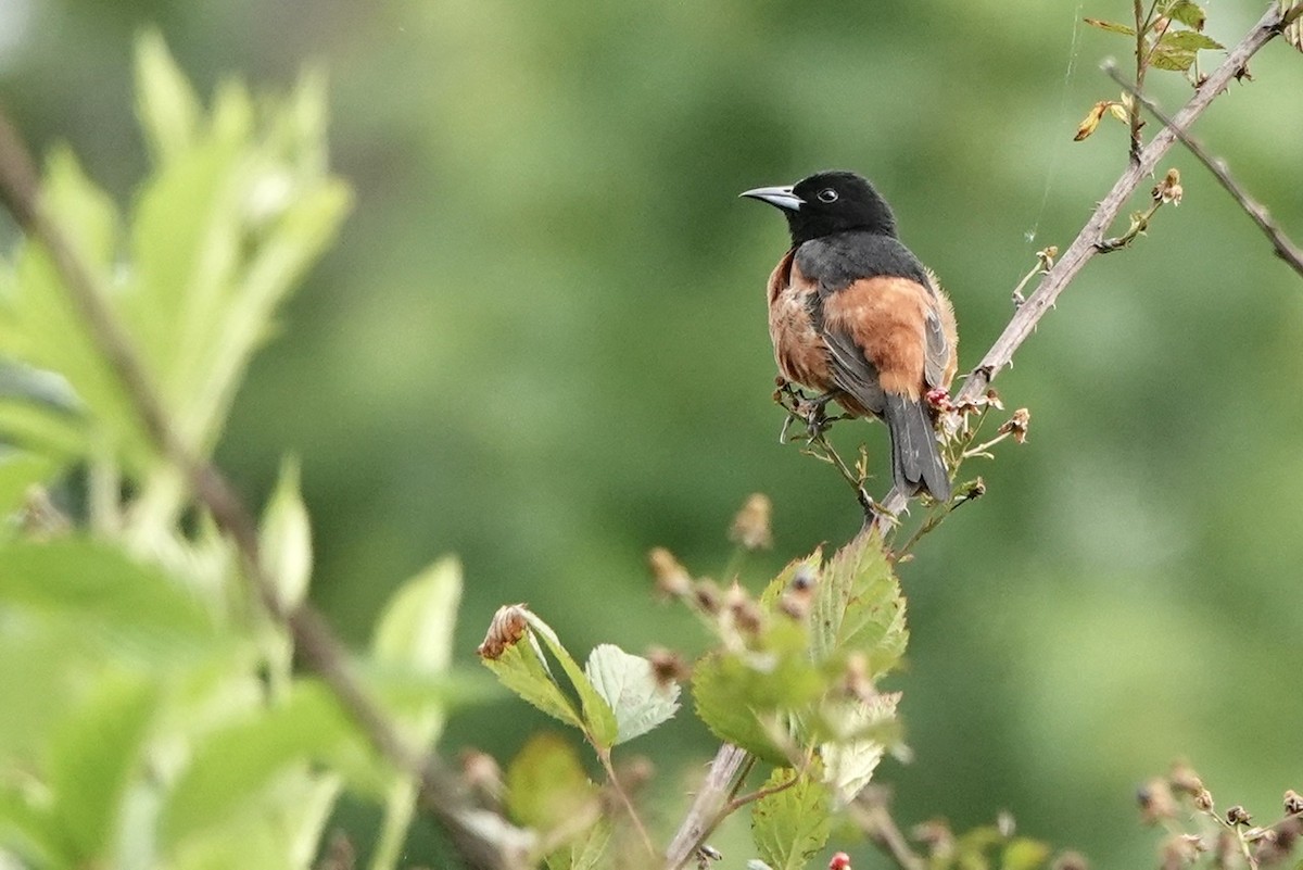 Orchard Oriole - ML463368901