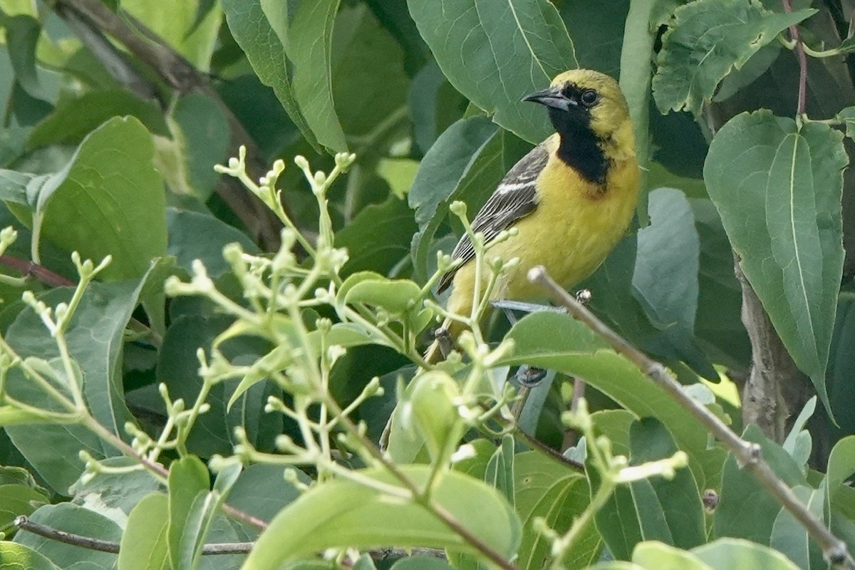 Orchard Oriole - ML463368911