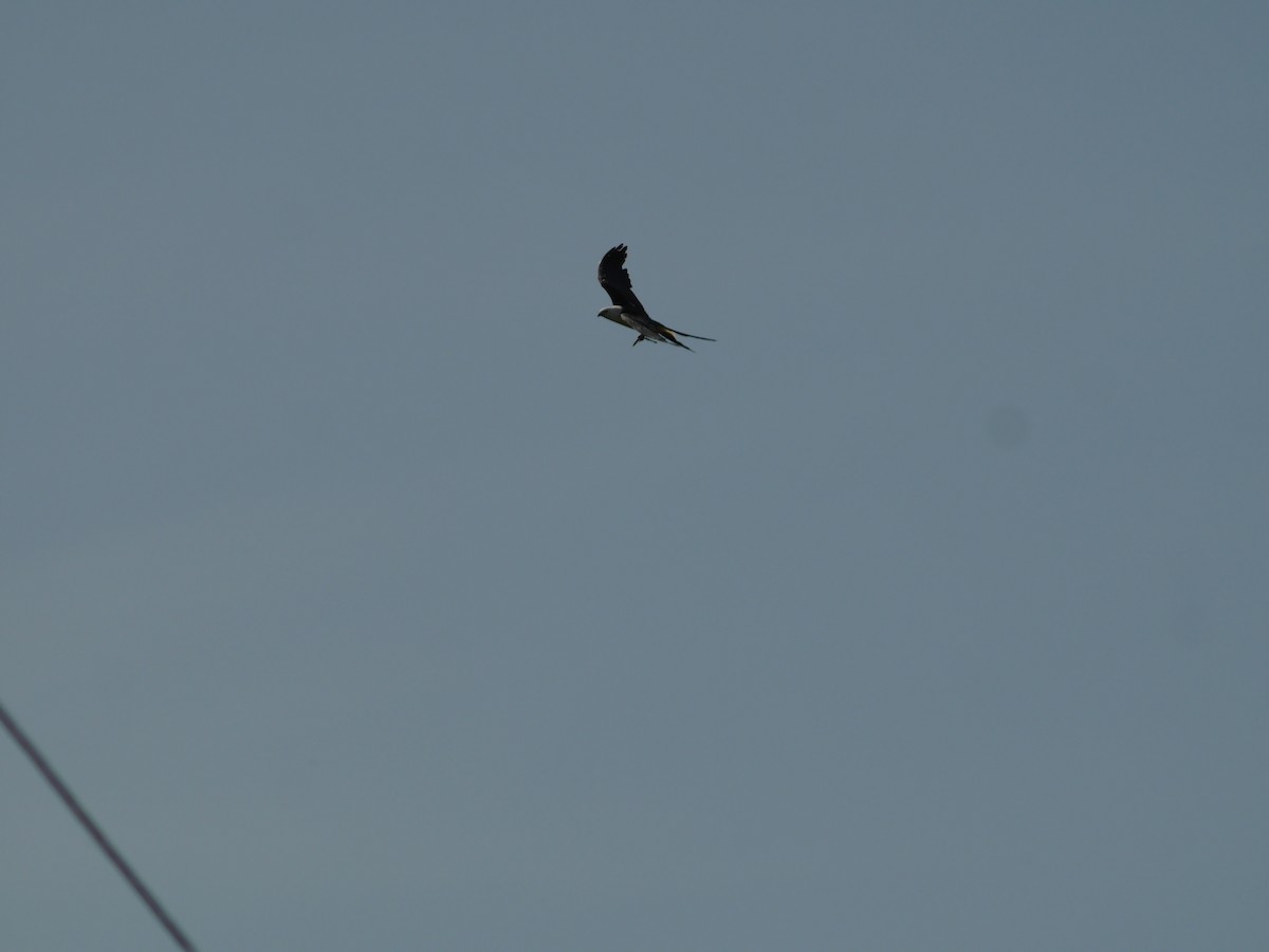 Swallow-tailed Kite - ML463372881