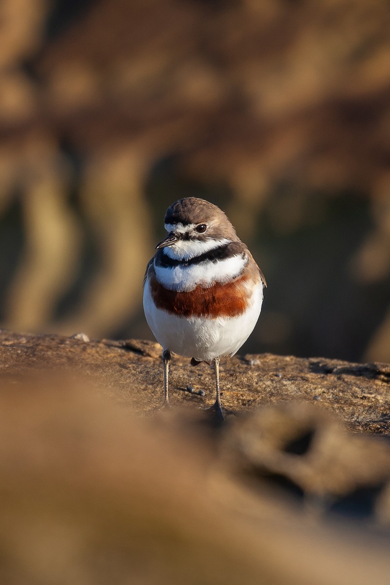 Double-banded Plover - ML463377581