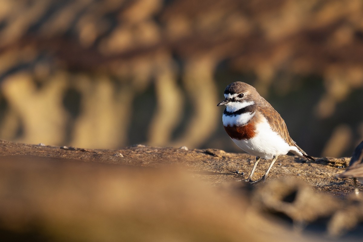 Double-banded Plover - ML463377611