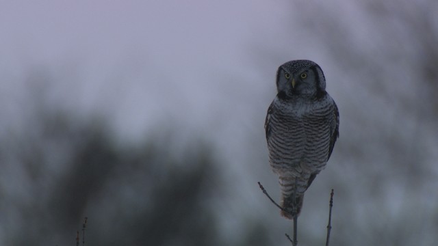 Northern Hawk Owl (American) - ML463378