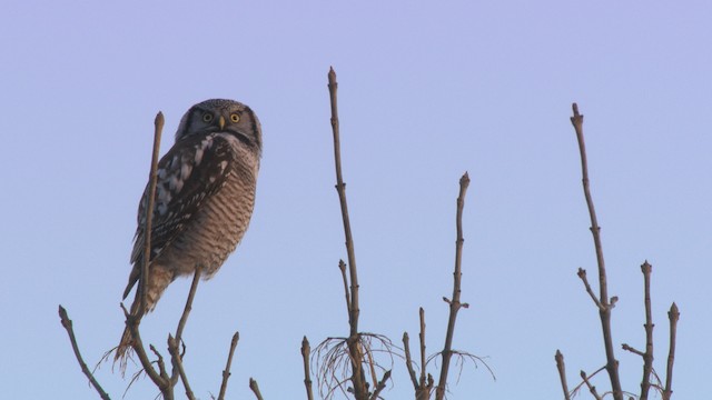 Northern Hawk Owl (American) - ML463379