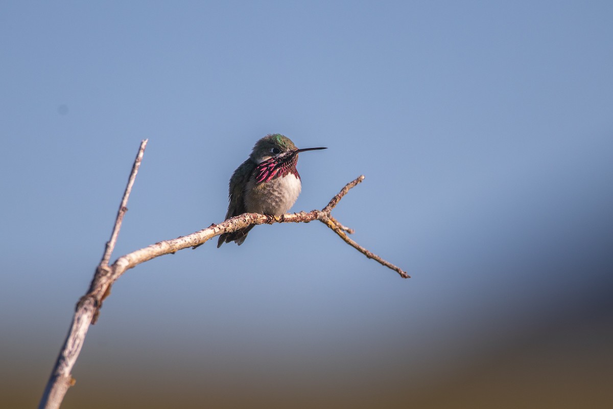 Calliope Hummingbird - ML463379081