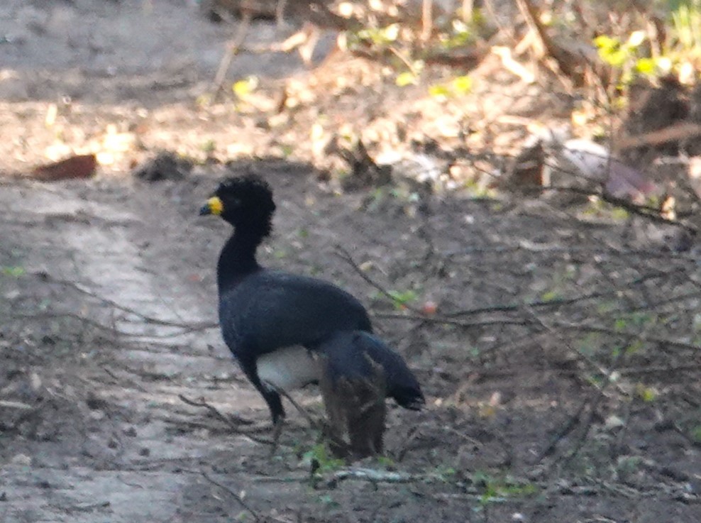 Bare-faced Curassow - ML463381241