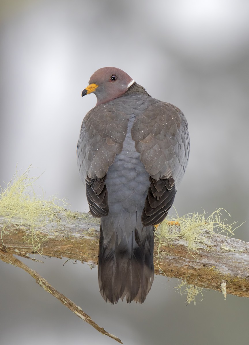 Band-tailed Pigeon - Mark Chappell