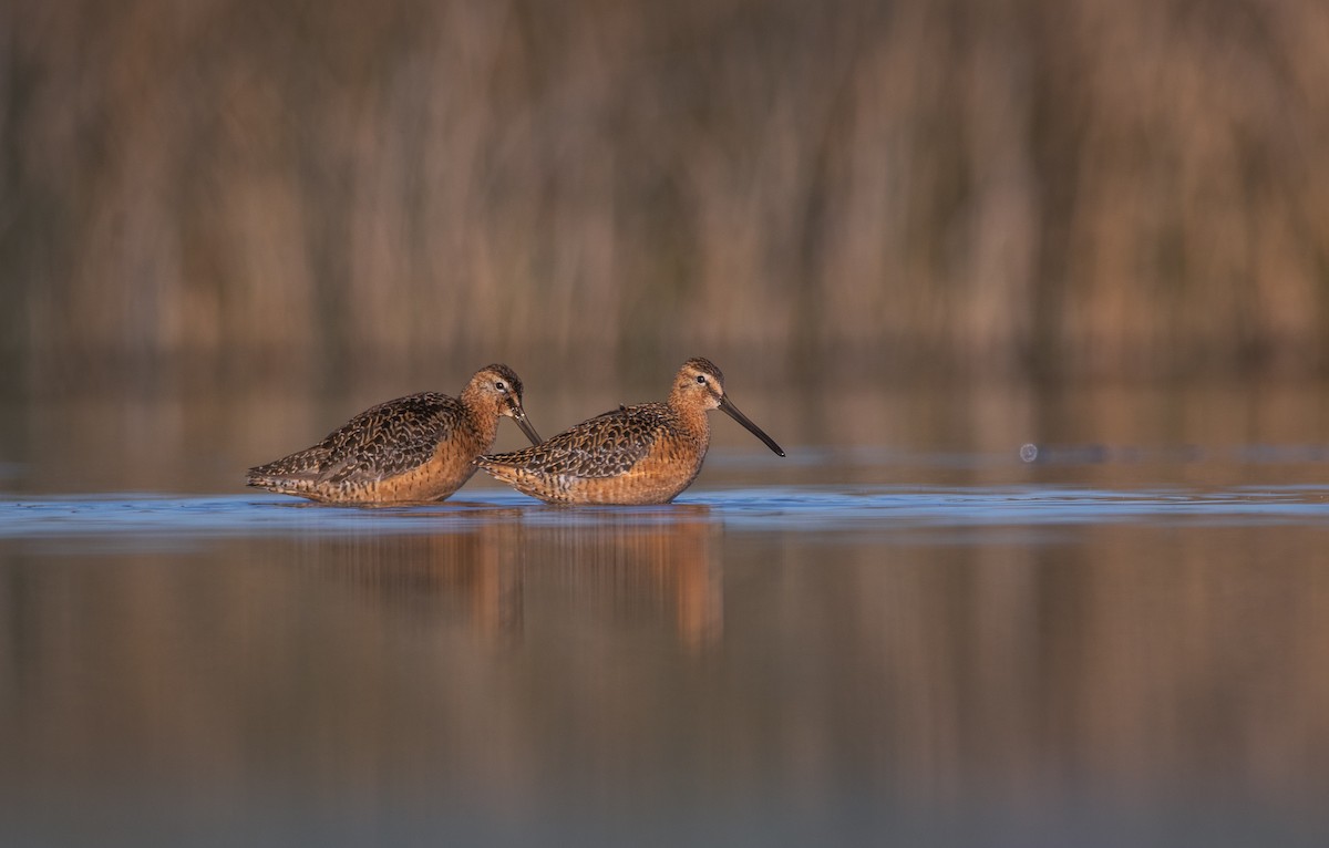 Long-billed Dowitcher - ML463383711