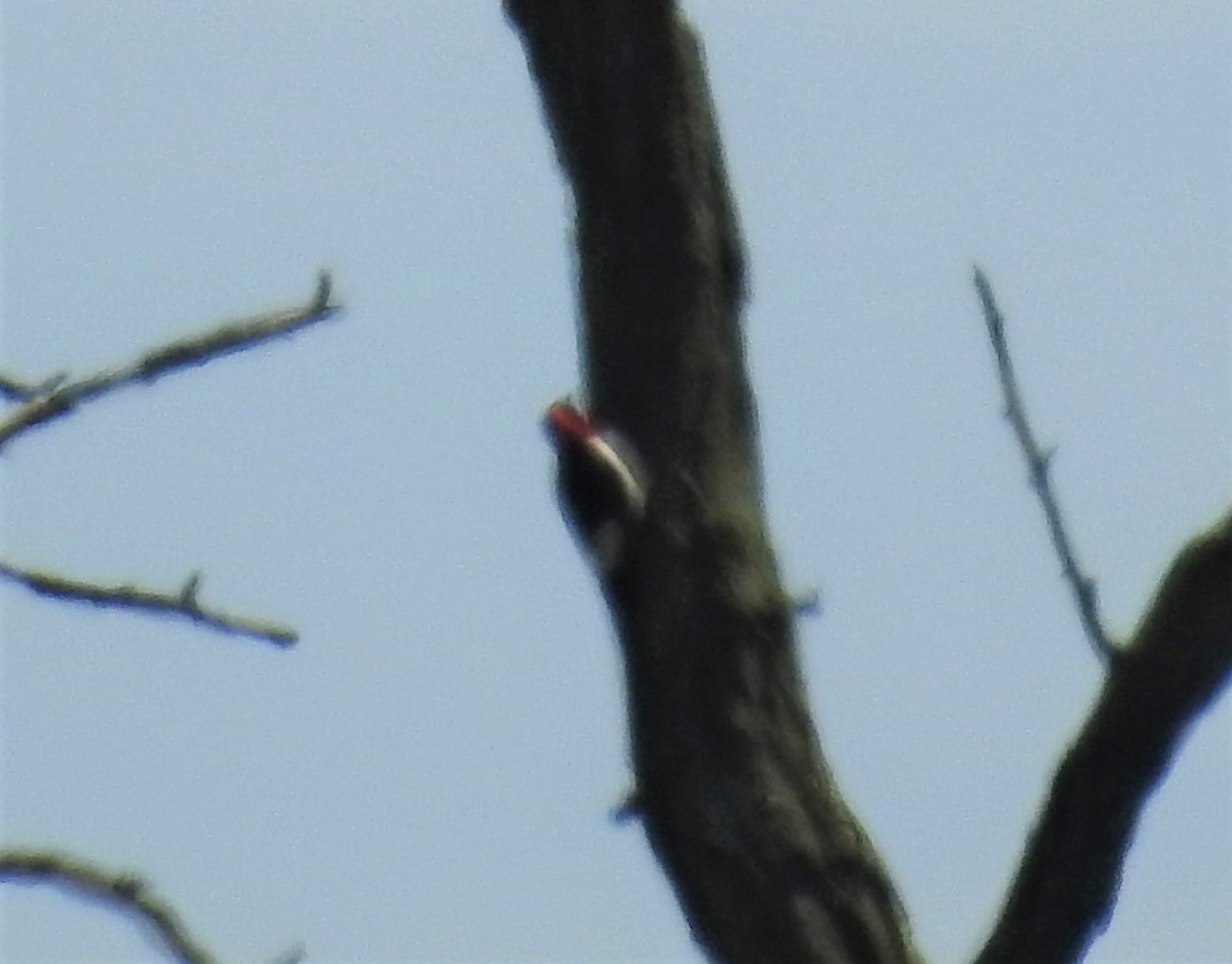 Red-headed Woodpecker - ML463385141