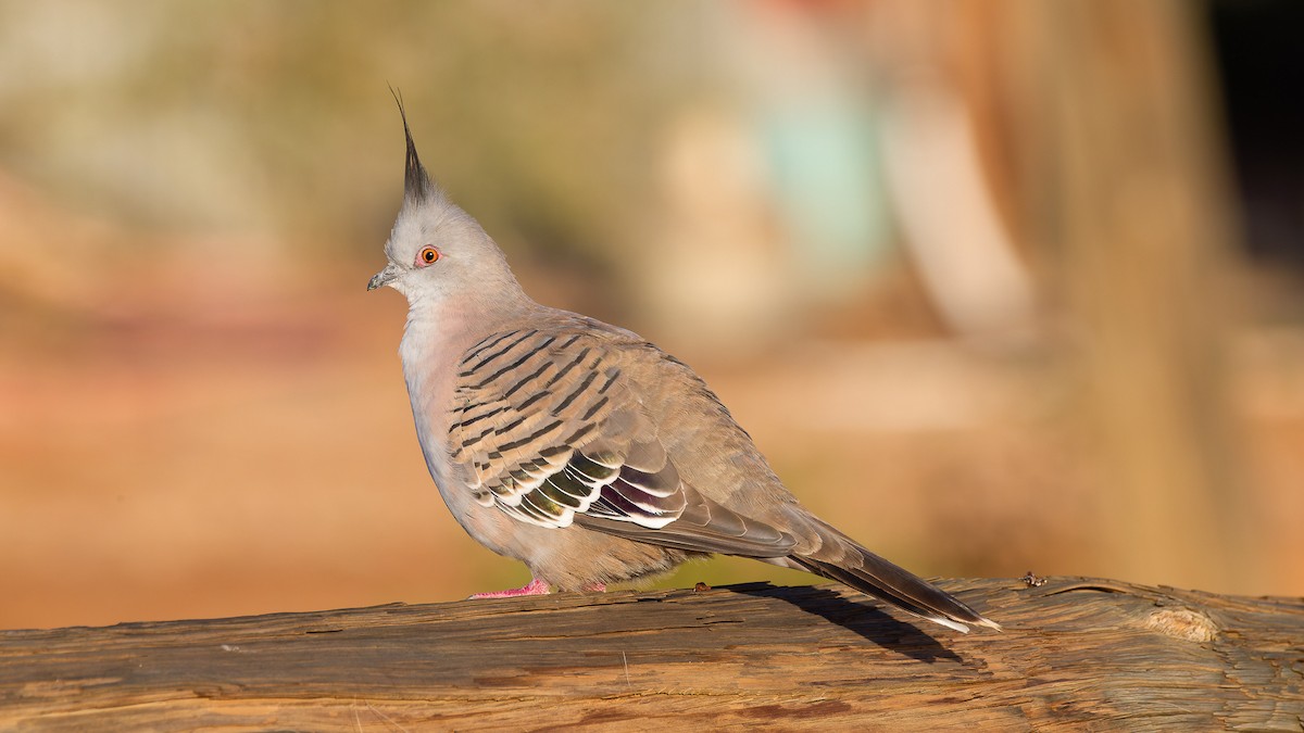 Crested Pigeon - ML463392151