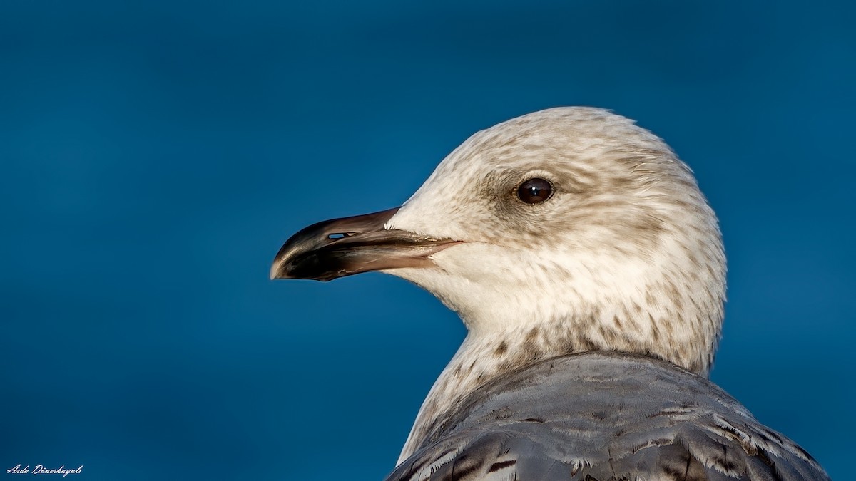 Armenian Gull - Arda Dönerkayalı