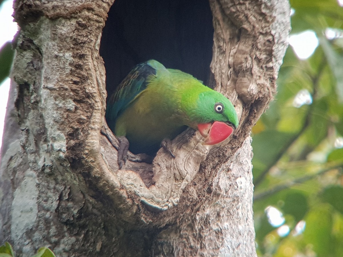 Great-billed Parrot - ML463395571