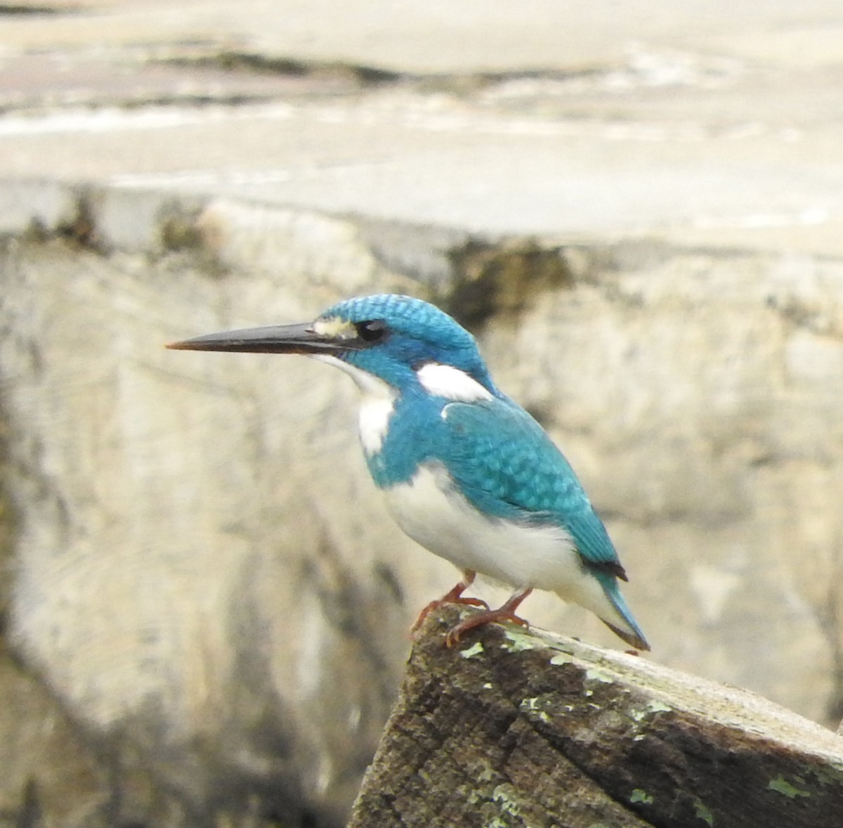 Small Blue Kingfisher - Sandy Gayasih
