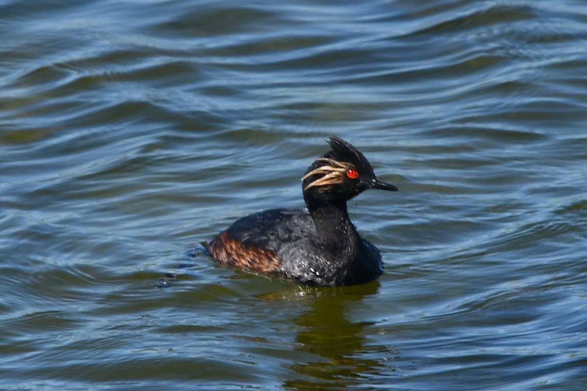 eBird Checklist 26 Jun 2022 Broadview Pond and (town) 37 species