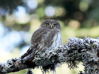  - Eurasian Pygmy-Owl