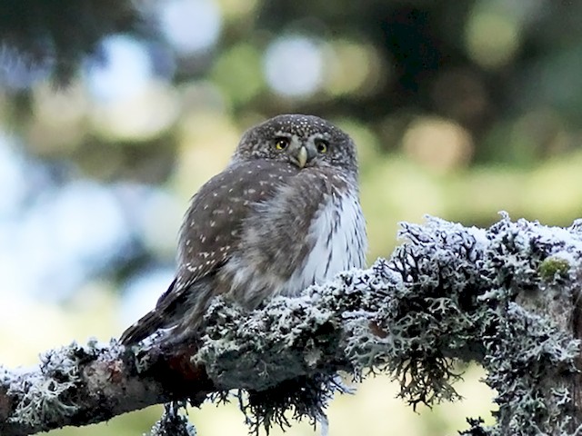  - Eurasian Pygmy-Owl - 