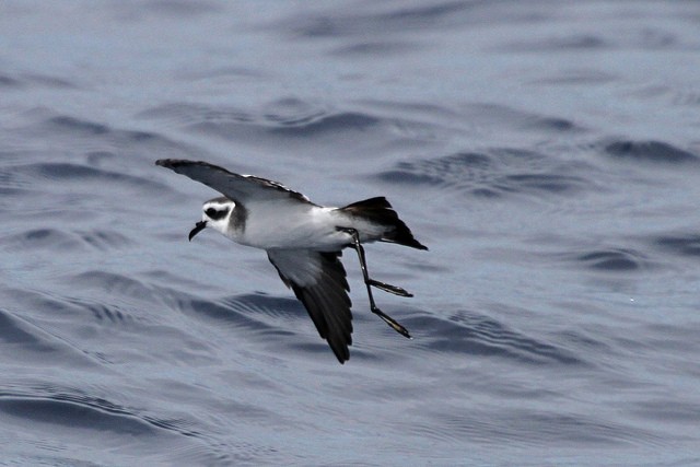 White-faced Storm-Petrel - ML46340541