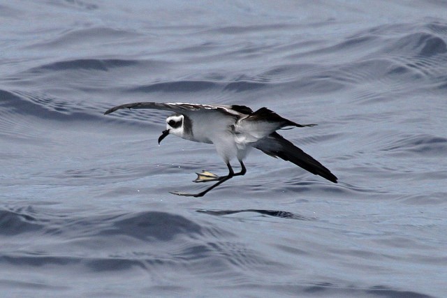 White-faced Storm-Petrel - ML46340581