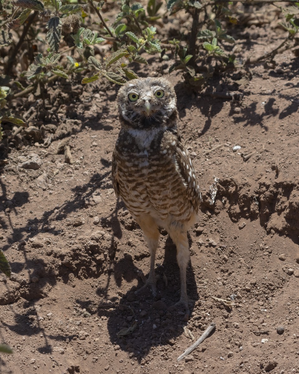 Burrowing Owl (Western) - Alán Palacios