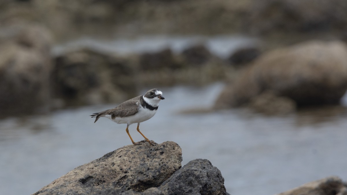 Semipalmated Plover - ML463412371