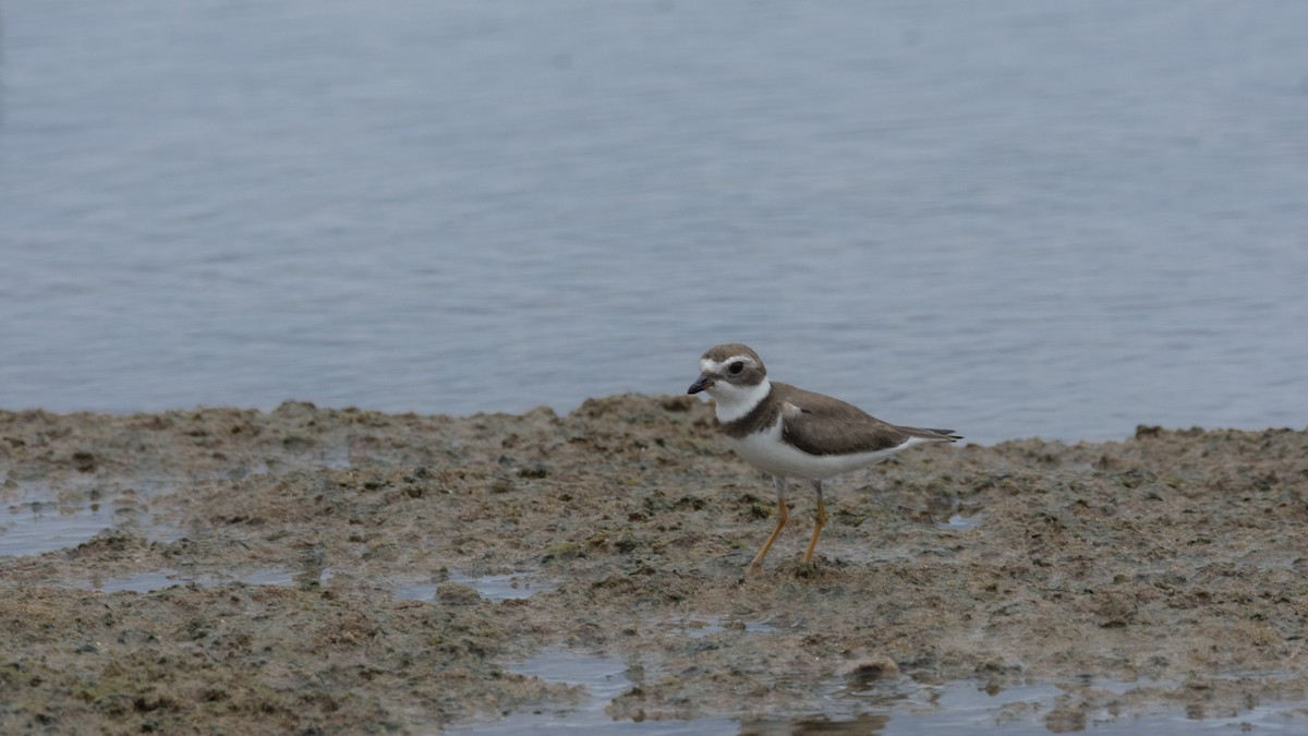 Semipalmated Plover - ML463412381