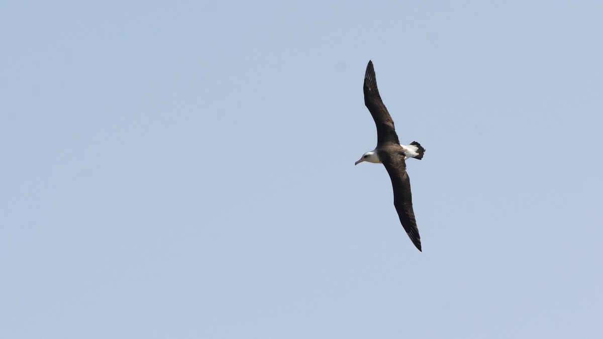 albatros laysanský - ML463413341