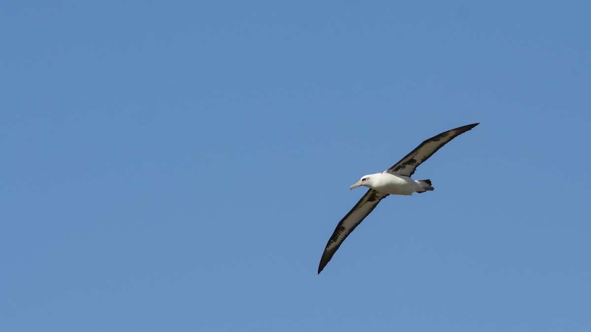 Laysan Albatross - ML463413351