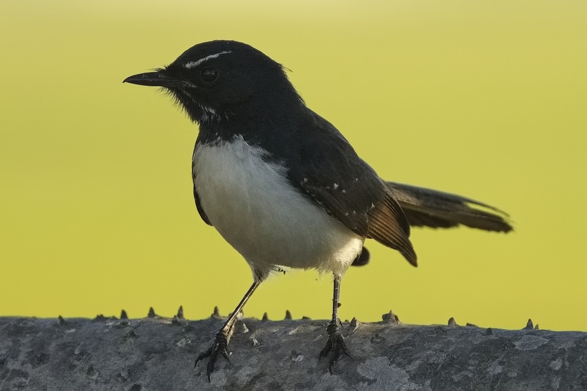 Willie-wagtail - ML463413661