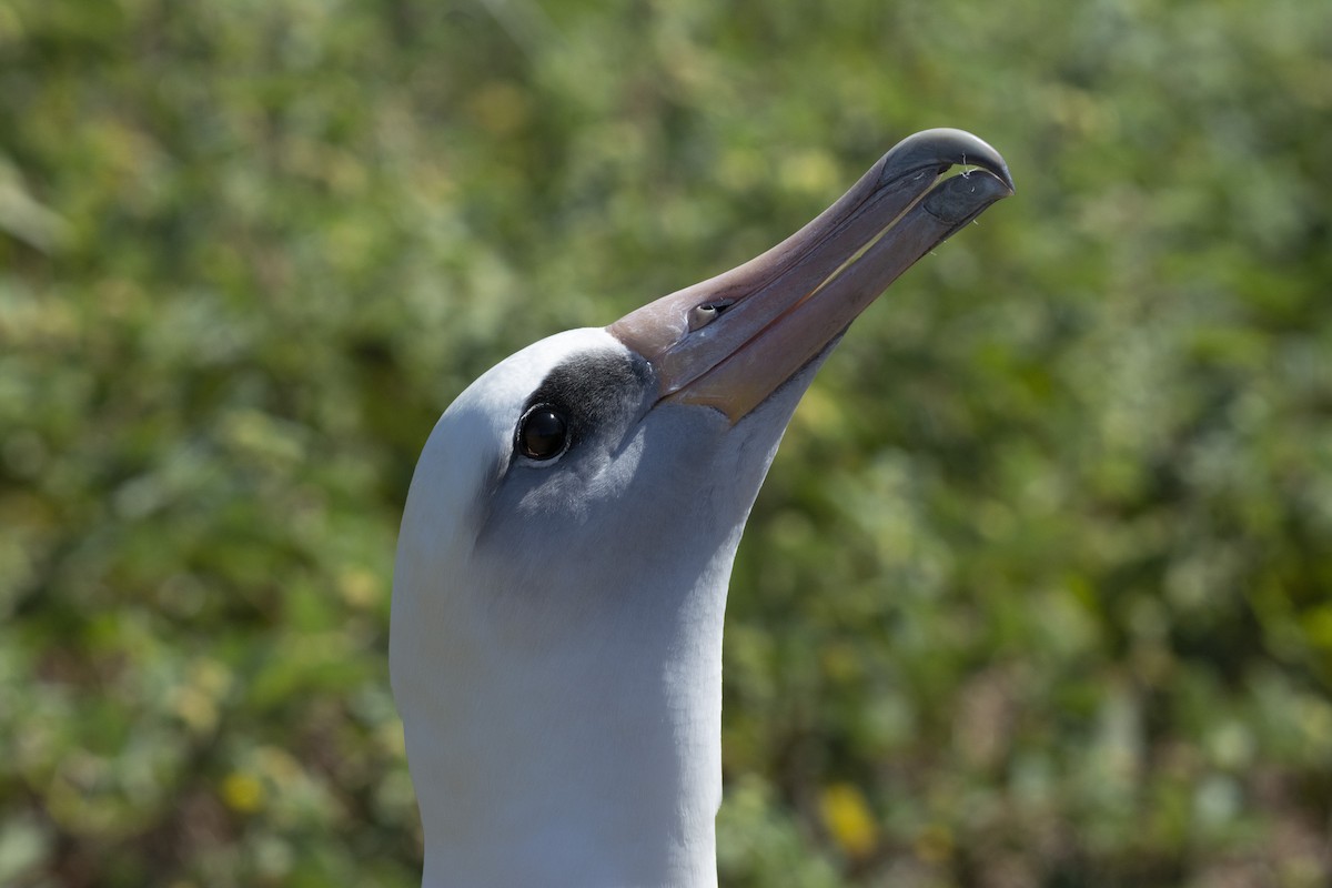 albatros laysanský - ML463415861
