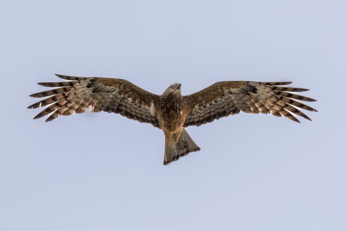 Square-tailed Kite - ML463420121