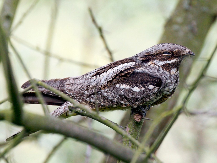 Eurasian Nightjar - Peter Kennerley