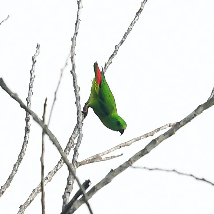 Blue-crowned Hanging-Parrot - ML463422931