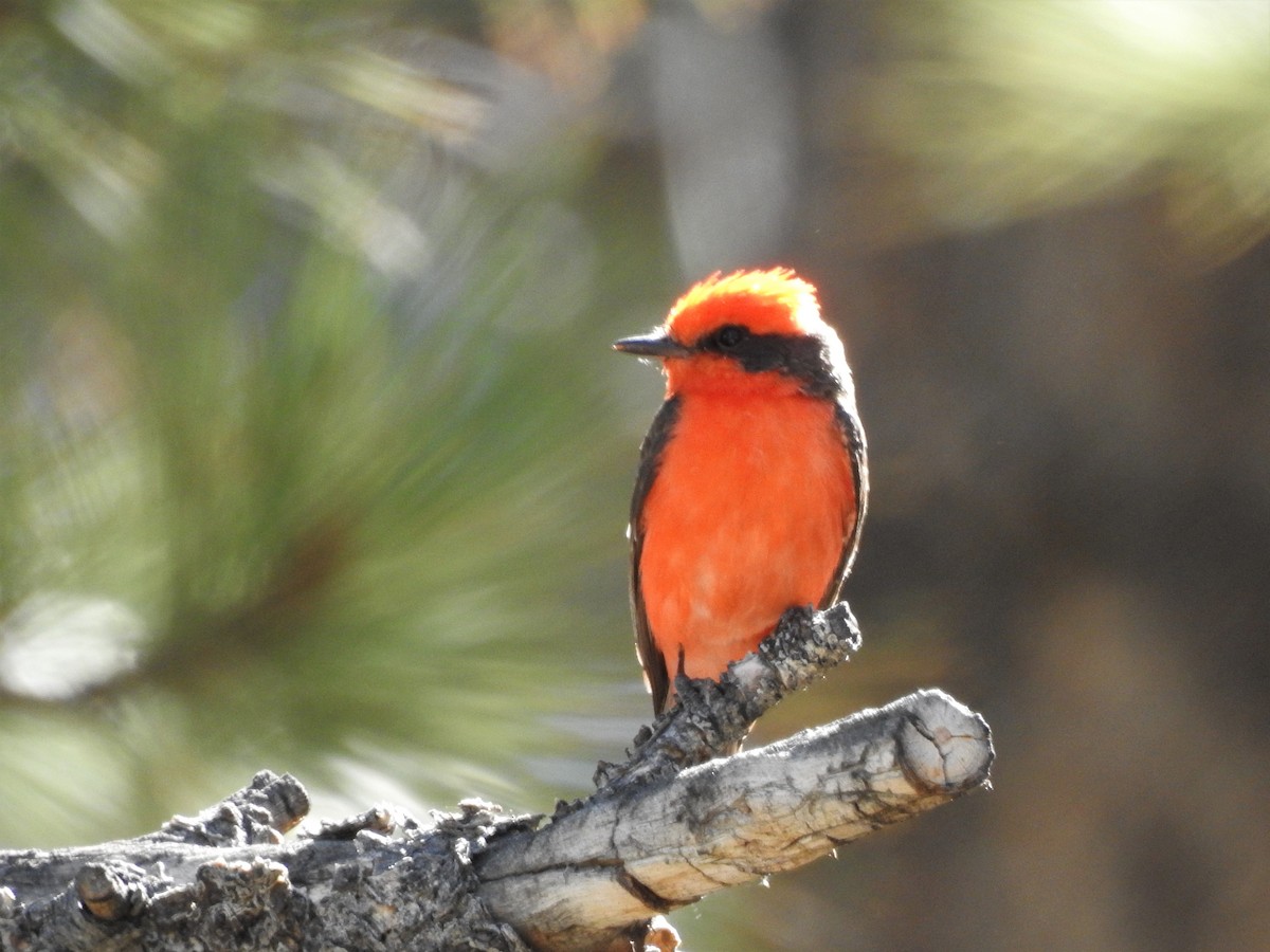 eBird Checklist 28 Jun 2022 Mono Mills 14 species