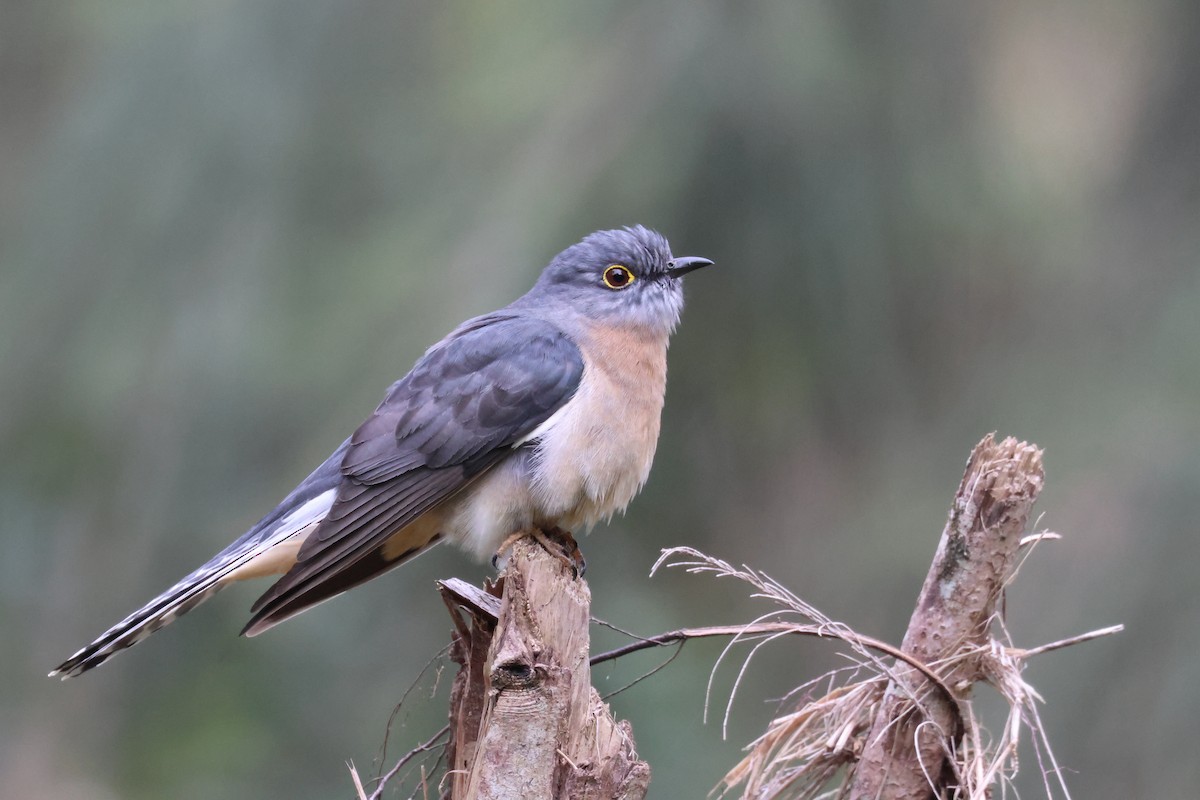 Fan-tailed Cuckoo - Dennis Devers
