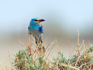 - European Roller