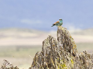  - European Roller