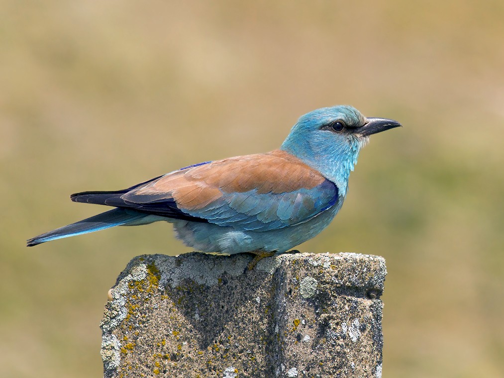 European Roller - Javi Elorriaga