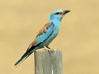  - European Roller