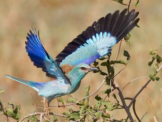  - European Roller